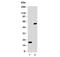 SRY-Box 10 antibody, 33-852, ProSci, Western Blot image 