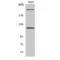 Zinc Finger Protein 638 antibody, LS-C384944, Lifespan Biosciences, Western Blot image 
