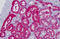 Glycerol Kinase antibody, MBS248618, MyBioSource, Immunohistochemistry frozen image 