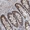 Protocadherin Gamma Subfamily A, 1 antibody, PA5-57711, Invitrogen Antibodies, Immunohistochemistry frozen image 