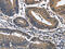 Interleukin 2 Receptor Subunit Beta antibody, CSB-PA114100, Cusabio, Immunohistochemistry frozen image 