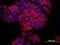 Tetraspanin 8 antibody, MA5-24179, Invitrogen Antibodies, Immunocytochemistry image 