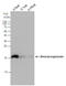 Beta-lactoglobulin antibody, GTX77272, GeneTex, Western Blot image 