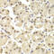 POU Class 2 Homeobox 1 antibody, STJ25059, St John