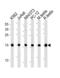 Ubiquitin Conjugating Enzyme E2 L3 antibody, LS-C157009, Lifespan Biosciences, Western Blot image 