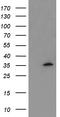 Myeloid Leukemia Factor 1 antibody, CF504767, Origene, Western Blot image 