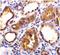 Angiotensin I Converting Enzyme 2 antibody, 19503, QED Bioscience, Immunohistochemistry frozen image 