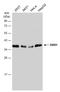 Survival Of Motor Neuron 2, Centromeric antibody, GTX101047, GeneTex, Western Blot image 