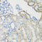 Transglutaminase 5 antibody, LS-C346199, Lifespan Biosciences, Immunohistochemistry frozen image 