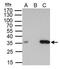 High Mobility Group 20B antibody, PA5-27996, Invitrogen Antibodies, Immunoprecipitation image 
