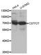 Cleavage Stimulation Factor Subunit 2 Tau Variant antibody, orb373243, Biorbyt, Western Blot image 