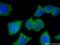 Adaptor Protein, Phosphotyrosine Interacting With PH Domain And Leucine Zipper 2 antibody, 14294-1-AP, Proteintech Group, Immunofluorescence image 