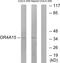 Olfactory Receptor Family 4 Subfamily A Member 15 antibody, PA5-38226, Invitrogen Antibodies, Western Blot image 