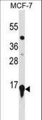 Histone Cluster 2 H3 Family Member D antibody, LS-C204053, Lifespan Biosciences, Western Blot image 