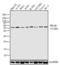 MAPK Activated Protein Kinase 5 antibody, LF-MA0195, Invitrogen Antibodies, Western Blot image 