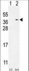 NME/NM23 Family Member 9 antibody, LS-C160349, Lifespan Biosciences, Western Blot image 