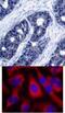 Insulin Receptor Substrate 1 antibody, 79-372, ProSci, Immunofluorescence image 