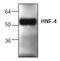 Hepatocyte Nuclear Factor 4 Alpha antibody, AP00333PU-N, Origene, Western Blot image 