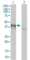 Doublecortin antibody, H00001641-M01, Novus Biologicals, Western Blot image 