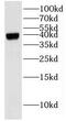 Inositol Monophosphatase Domain Containing 1 antibody, FNab04301, FineTest, Western Blot image 