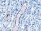 Vacuolar Protein Sorting 25 Homolog antibody, PA5-18464, Invitrogen Antibodies, Immunohistochemistry paraffin image 