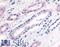 Phosphodiesterase 2A antibody, LS-A733, Lifespan Biosciences, Immunohistochemistry paraffin image 