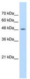 Family With Sequence Similarity 174 Member B antibody, TA329528, Origene, Western Blot image 
