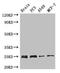 Cytochrome C Oxidase Assembly Factor 8 antibody, orb51946, Biorbyt, Western Blot image 