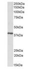Prostaglandin Reductase 2 antibody, orb377873, Biorbyt, Western Blot image 