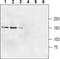 Glutamate Dehydrogenase 2 antibody, PA5-77434, Invitrogen Antibodies, Western Blot image 