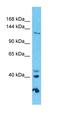 Golgin A3 antibody, orb331443, Biorbyt, Western Blot image 