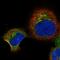 Retinol Binding Protein 5 antibody, PA5-58515, Invitrogen Antibodies, Immunofluorescence image 