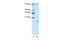 Signal recognition particle 19 kDa protein antibody, PA5-41769, Invitrogen Antibodies, Western Blot image 