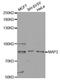 MAP2 antibody, MBS125076, MyBioSource, Western Blot image 