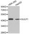 GULP PTB Domain Containing Engulfment Adaptor 1 antibody, abx002461, Abbexa, Western Blot image 