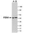 Flap endonuclease 1 antibody, GTX70257, GeneTex, Western Blot image 