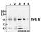 BDNF/NT-3 growth factors receptor antibody, A01388, Boster Biological Technology, Western Blot image 