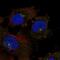C1q And TNF Related 2 antibody, NBP2-34139, Novus Biologicals, Immunocytochemistry image 