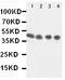 Annexin A8 antibody, PA1500, Boster Biological Technology, Western Blot image 