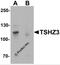 Teashirt Zinc Finger Homeobox 3 antibody, 6759, ProSci, Western Blot image 