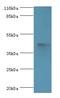 Autophagy Related 4A Cysteine Peptidase antibody, A51133-100, Epigentek, Western Blot image 