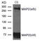 MAP2 antibody, A01201-1, Boster Biological Technology, Western Blot image 