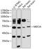 Myocyte Enhancer Factor 2A antibody, 14-241, ProSci, Western Blot image 