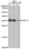 Growth Differentiation Factor 15 antibody, MBS125721, MyBioSource, Western Blot image 