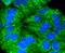Keratin 17 antibody, NBP2-67318, Novus Biologicals, Immunofluorescence image 