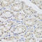 Argonaute RISC Catalytic Component 2 antibody, LS-C334953, Lifespan Biosciences, Immunohistochemistry frozen image 
