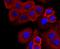 Syndecan 1 antibody, NBP2-67174, Novus Biologicals, Immunofluorescence image 