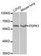 3-Phosphoinositide Dependent Protein Kinase 1 antibody, orb136061, Biorbyt, Western Blot image 