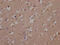 FYN Proto-Oncogene, Src Family Tyrosine Kinase antibody, CSB-RA699767A0HU, Cusabio, Immunohistochemistry frozen image 