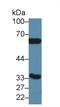 Carbonic Anhydrase 4 antibody, LS-C293144, Lifespan Biosciences, Western Blot image 
